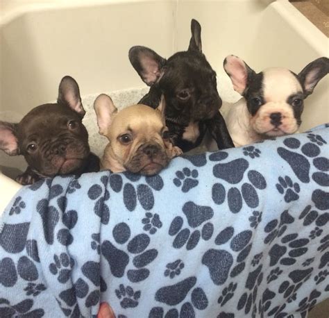 We provide pure breed french bulldogs and. Baby Frenchie Bathtime | French bulldog puppies, French ...