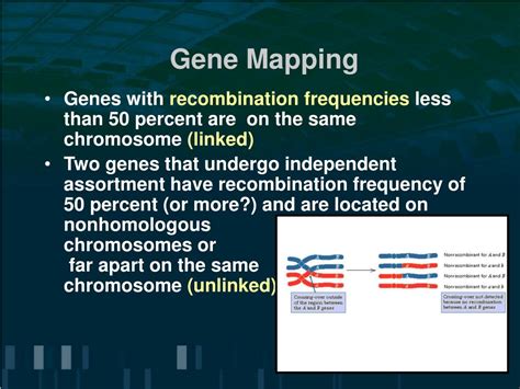 ppt gene linkage and genetic mapping powerpoint presentation free download id 5604906