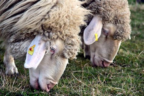 Gratis Afbeelding Schapen Merino Schapen Gras Vee Dier Natuur