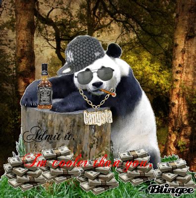 You can also upload and share your favorite gangster wallpapers hd. Gangsta Panda Picture #89376457 | Blingee.com