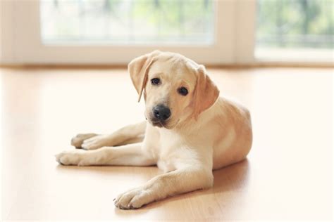 Labrador Retriever Weight And Growth Chart