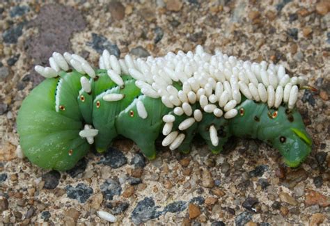 The female braconid wasp lays her eggs inside the body of the hornworm, and the larval wasps feed on. Tomato Hornworm parasitized by Braconid Wasps - What's ...