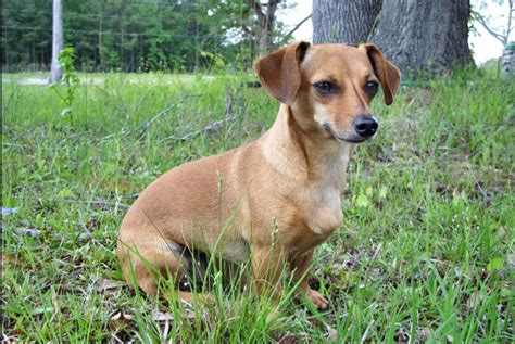 Chiweenie Breed Characteristics And Facts