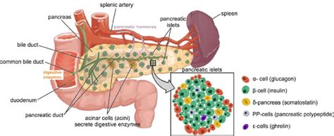4 Overview Of Pancreas Localization And Anatomy The Pancreas Is