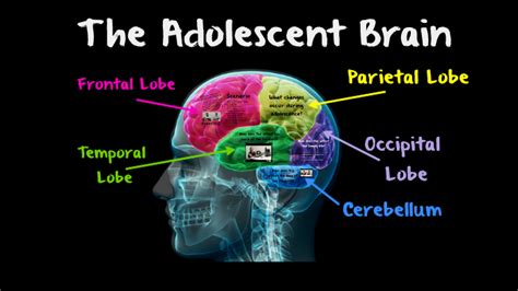 The Adolescent Brain Changes By Sam Clarke On Prezi