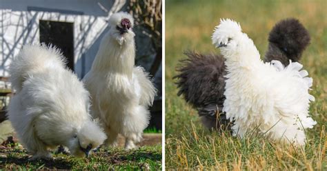 7 Ways How To Tell Male And Female Silkies Apart Chicken Chicks Info