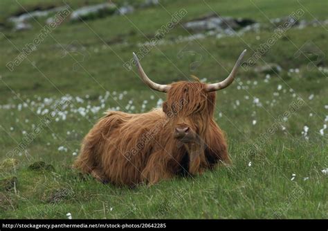 Highland Cattle Isle Of Mull Scotland United Lizenzpflichtiges Bild 20642285 Bildagentur