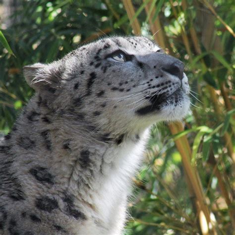 Snow Leopards Snow Leopard Animals Beautiful Wild Cats