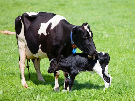 Retenção De Placenta Em Vacas