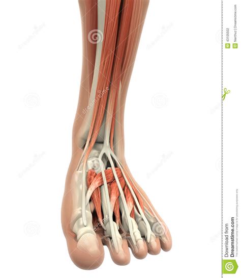 Choose from 500 different sets of flashcards about anatomy muscles foot on quizlet. Human Foot Muscles Anatomy Stock Illustration - Image: 43105502