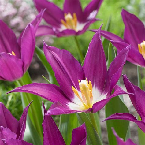 If you planted flowers in a dream, such a dream might indicate your desire to create something beautiful. Tulip 'Purple Dream' | Tulpaner