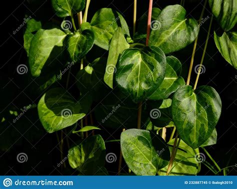Lush Green Foliage Hanging Tendrils And Heart Shaped Waxy Leaves Stock