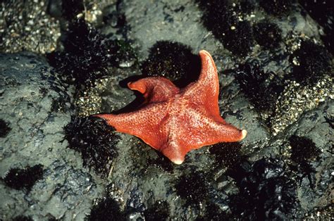 Sea Wonder Bat Star National Marine Sanctuary Foundation