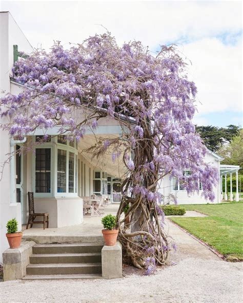 Accessorize your garden or outdoor space with this stylish, roman arch trellis. A voluptuous wisteria (Wisteria sinensis) winds its way ...