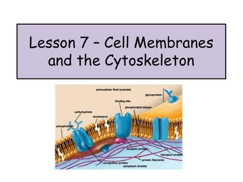 Lesson 7 Cell Membranes And The Cytoskeleton