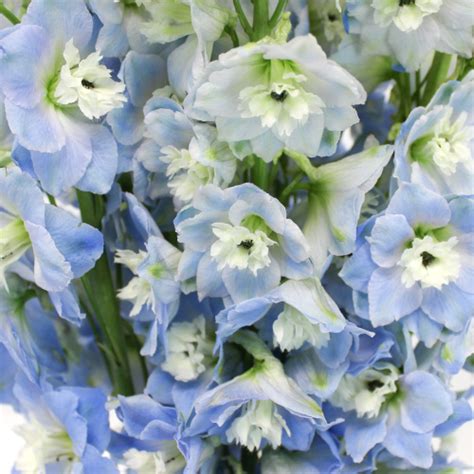Sky Blue Designer Delphinium Flower Delphinium Flowers