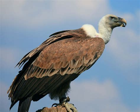 Vultures Face Danger Of Extinction In Bangladesh