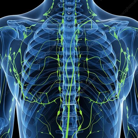 Lymphatic System Artwork Stock Image F0047631 Science Photo Library