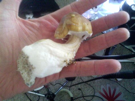 Albino a+ & pink buffalo mushroom grow w/ terrence mckenna talk. A fat mushroom I named "Chubs" from baby to adult ...