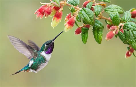 Nature Birds Hummingbirds Depth Of Field Wallpapers Hd Desktop Images