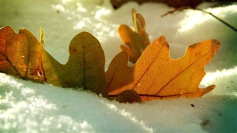 Download Wallpaper 1920x1080 Leaf Oak Autumn Snow Winter Full Hd