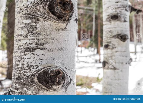 Aspen Tree Bark Texture Stock Photo Image Of Nature 88221594