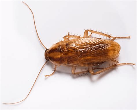 What Are Cockroaches Certified Termite And Pest Control
