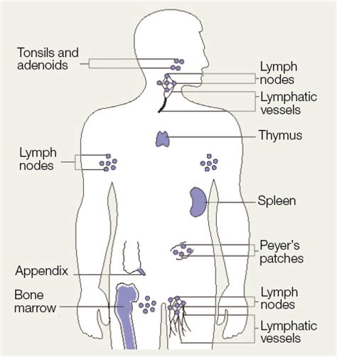 The Immune System The Immune Response