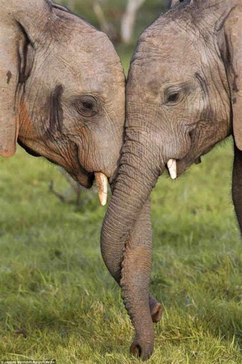 elephants in love