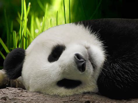 Wallpapers Download Panda Desktop Wallpapers