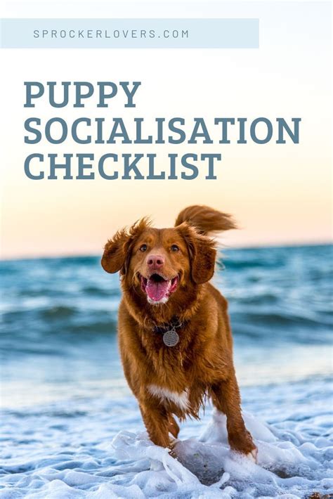 Adolescent dog socialization continue introducing new people, dogs, sights, and sounds. Learn how to socialise your puppy with this free dog ...