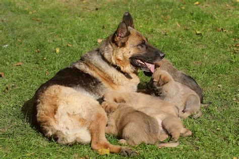 How To Tell If My German Shepherd Is Pregnant