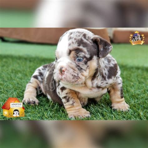 He's looking for a cloe is a beautiful chocolate tri her sister is a blue sable and she has 3 brothers as well. Chocolate Merle Tri Trindle | Welcome To Sandov's English ...