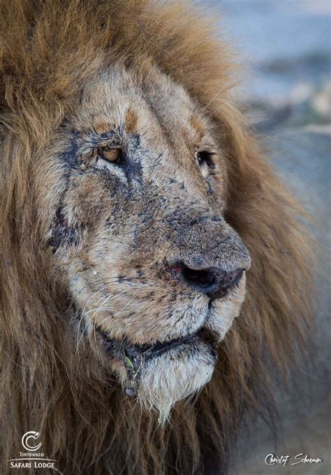 If you are a lion enthusiast like us, we're sure you've heard of scarface. Pin de armando pesqueira en lion. | Animales salvajes ...