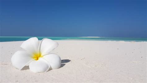 Composite Of Flowers And A Tropical Beach Scene Stock