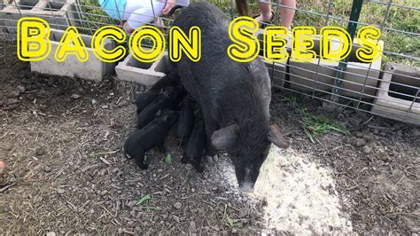 American Guinea Hog Piglets Tent Buying Youtube