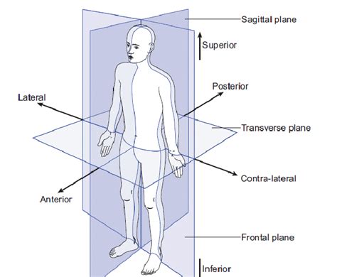 Three Reference Planes And Six Fundamental Directions Of The Body