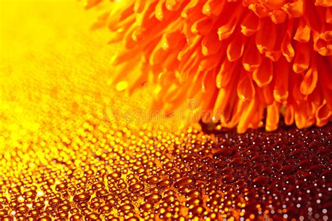 Beautiful Drops Of Water And Orange Flower Stock Image Image Of