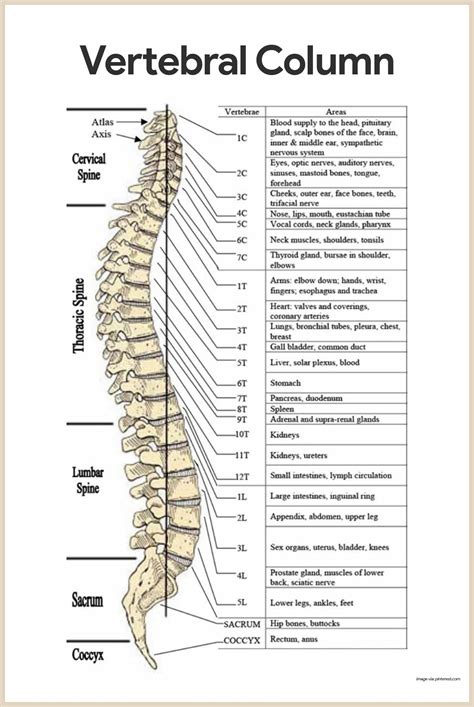 Vertebral Column Skeletal System Anatomy And Physiology For Nurses