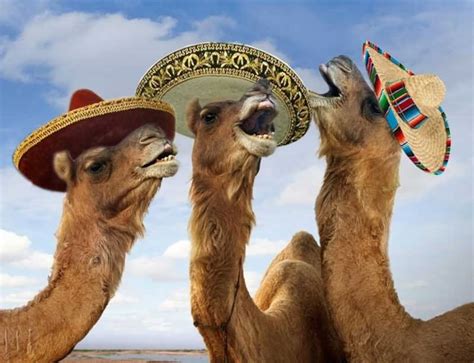 One of the camel's noises was even used to voice the character chewbacca in the star wars movies. 25 Very Funny Camel Pictures