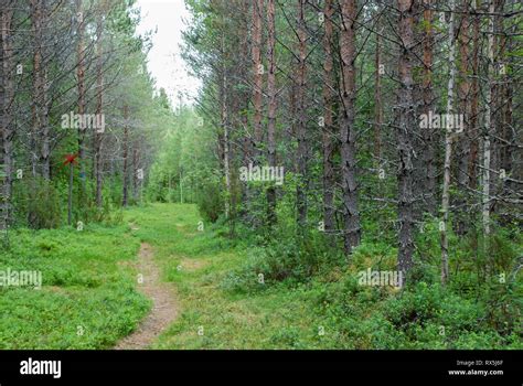 Taiga Forest Boreal Forest Biome Natural Wild Landscape In North