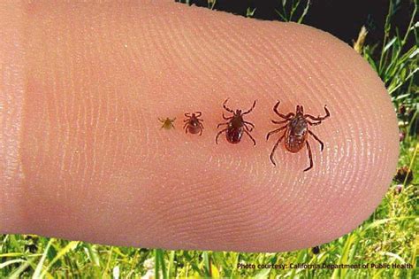 Ticks And Fleas Which Flea And Tick Treatment Products Work Best For You