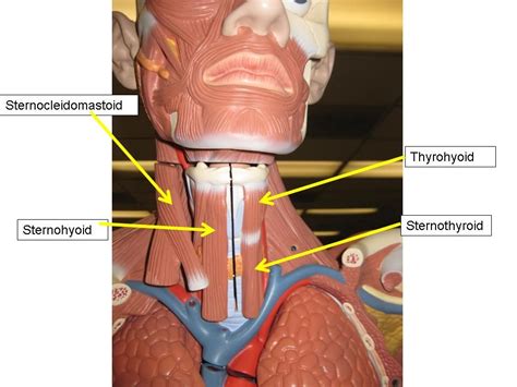 The muscles labelled in the anterior muscles diagram shown above are listed in bold in the following table almost every. abdomen muscle model labeled - Google Search | Model ...