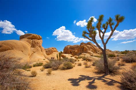 Where To Stay In Joshua Tree National Park In 2023 Glamping Airbnb