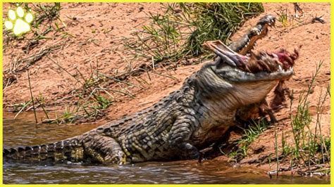 15 Merciless Moments Of Crocodile Hunting Youtube