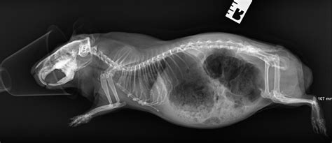 X Ray And Ultrasound In Guinea Pigs Vetlexicon