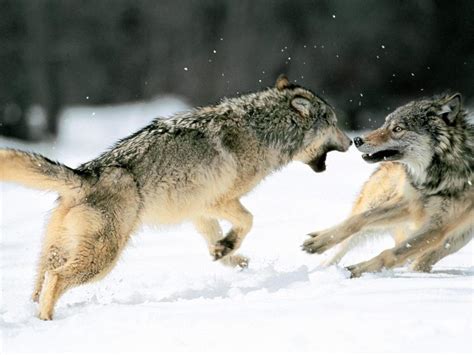 Wolves Fighting Wallpapers Wallpaper Cave