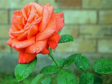 Free Download Beautiful Orange Rose Flower Hd Wallpapers Beautiful