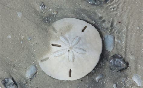 How To Find The Elusive Sand Dollar On Anna Maria Island