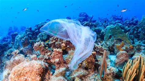 Plastic Waste Sickens Coral Reefs Clean Malaysia